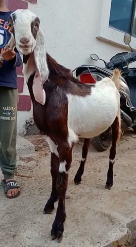 Hyderabadi goat male — photo 2