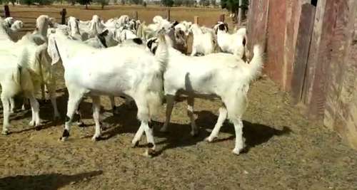 Sojat Goat