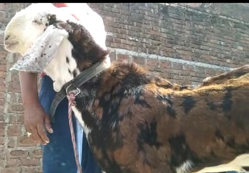 Gujri Goat — photo 5