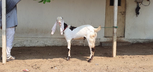 Pure Sojat Goat — photo 3