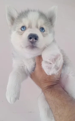 Female blue eyes — photo 2