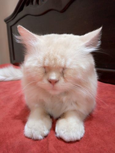 Cat — Male Persian Cat In Golden Colour, Karachi City, Pakistan