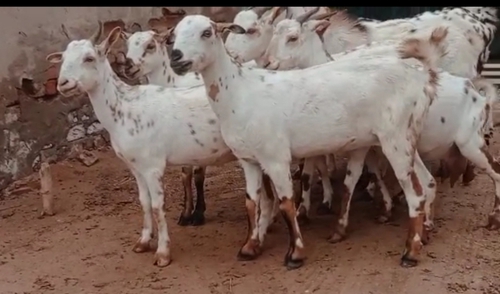 Barbari Goats — photo 4