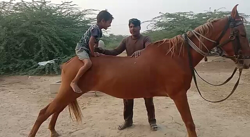 Marwadi female horse — photo 2
