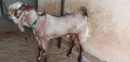 Sojat goat