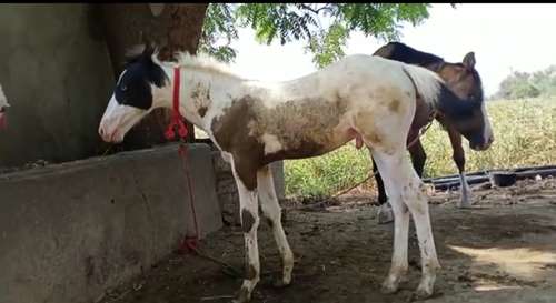 Kathiyawadi Marwadi  — photo 2