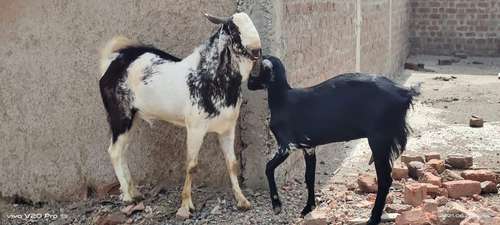 Kota Goat — photo 6