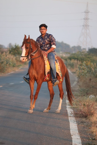 Marwari Horse