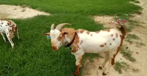 Barbara Goat  — photo 2