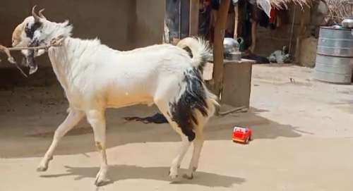 Kota goat