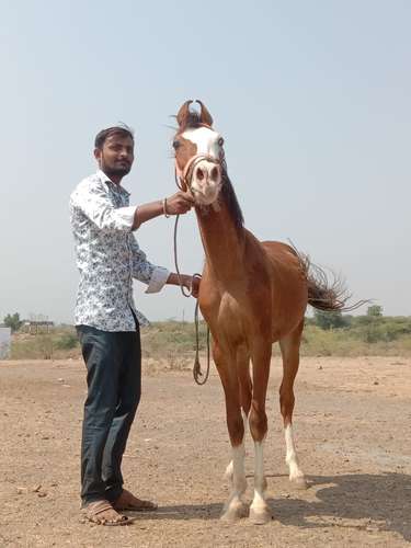 Horse 🐎Kathiyawadi — photo 2