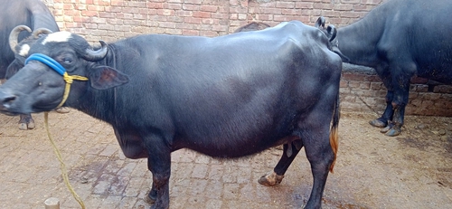 Duje sui buffalo — photo 3