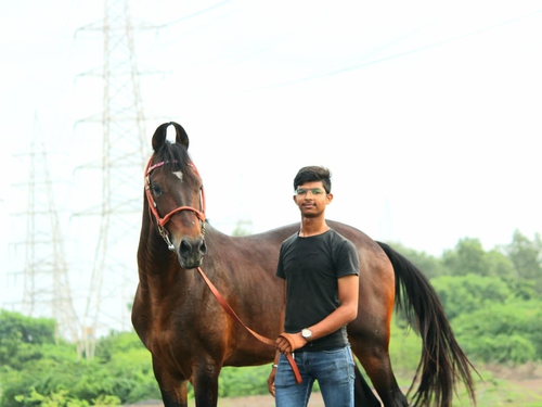 Colt Angraj Horse — photo 3