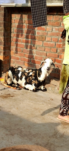 Serohi — photo 2