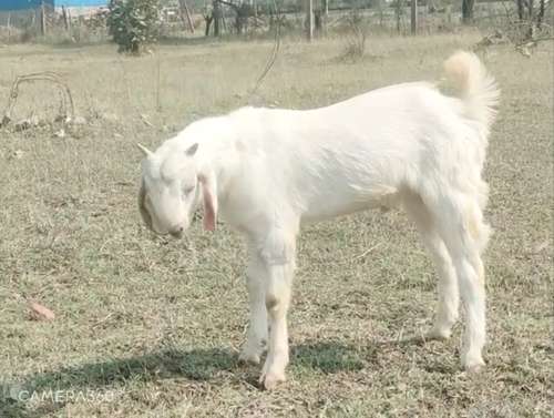 Hansa Goat — photo 5