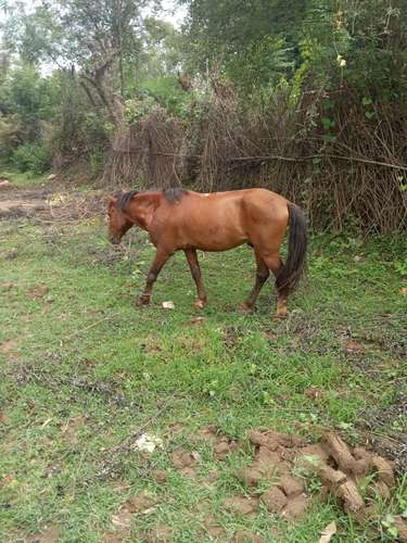 Desi Tattu horse — photo 4