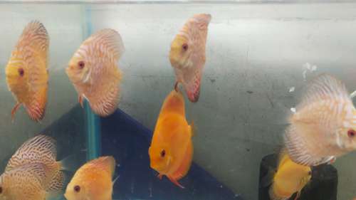 Discus FISH — photo 3