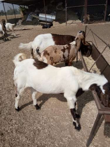 Sirohi & Totapari Gots — photo 6