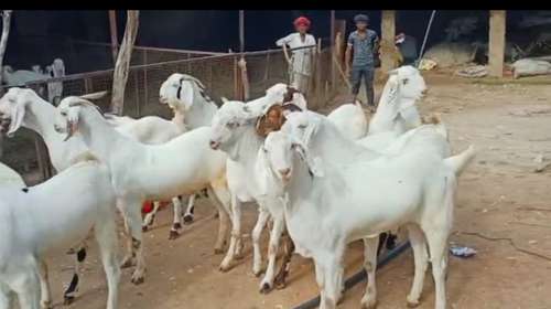 Sojat Goat — photo 3