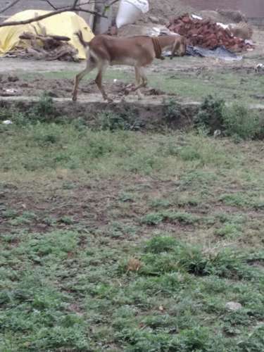 Desi Goat — photo 5