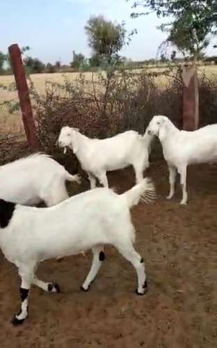 Sojat Goat — photo 3
