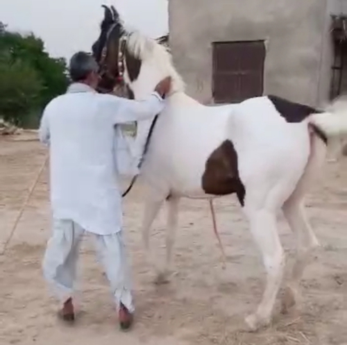 Marwari Horse — photo 2