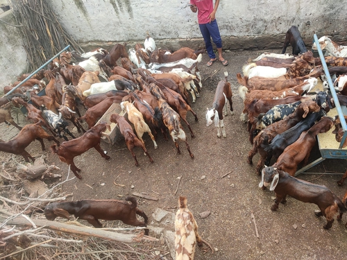 All Breed Goats Available — photo 4