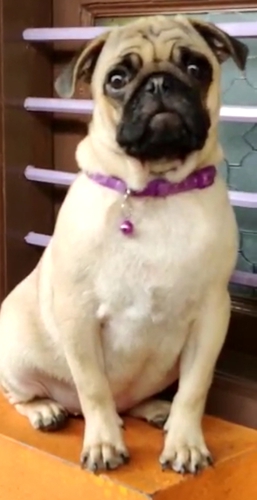 Pug Male Puppy — photo 3