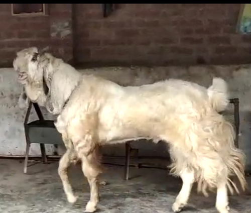 Hansa Goat