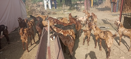 MP GOAT FARM AJMER RAJASTHAN — photo 5
