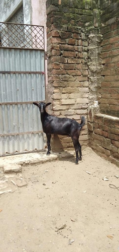 Barbari Female — photo 2