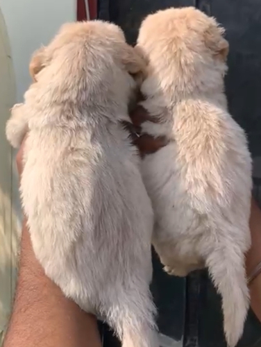 Golden retriever puppy sale — photo 2