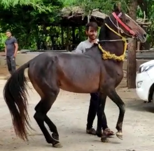 Marwadi Horse — photo 2