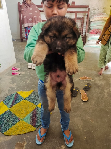 German shepherd — photo 2