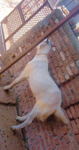 Malwa Goat — photo 3