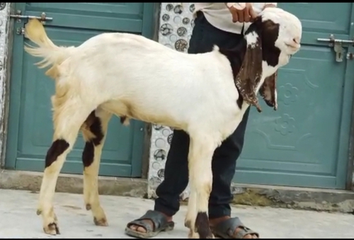 Totapuri Bakra — photo 3