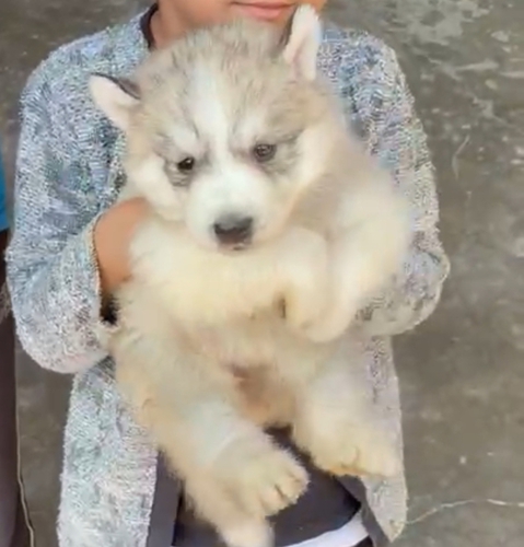 Husky blue Puppy