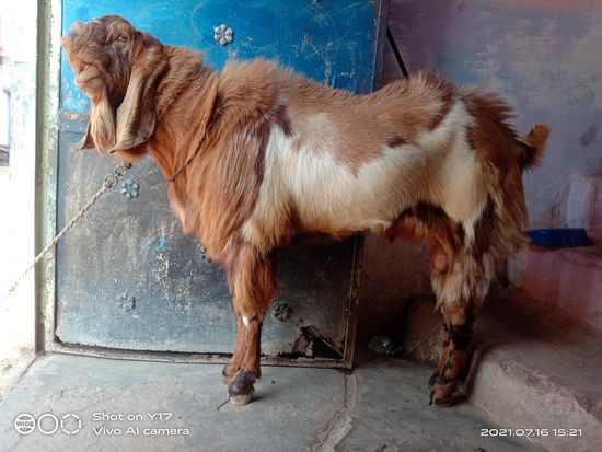 Bakra sel — photo 5