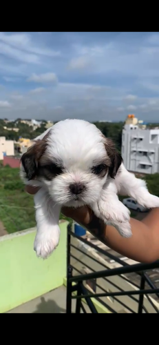 Sitzu female puppies