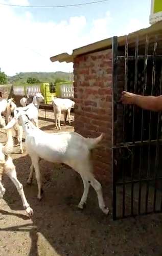 Sojat Goat — photo 3