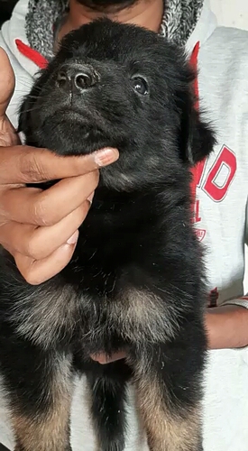 German shepard — photo 2