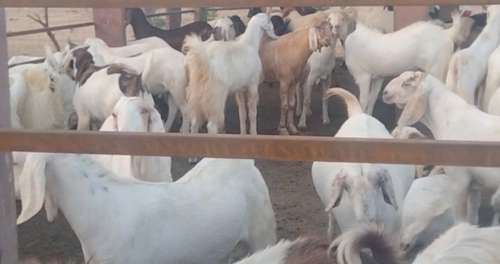 Sojat  Male Goat — photo 2