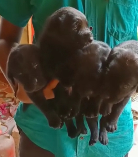 Lab gsd pomeriyan Puppies — photo 2