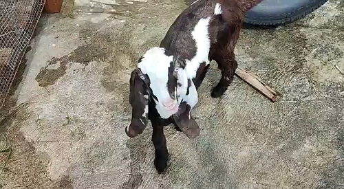 Jamnapari male goat — photo 3