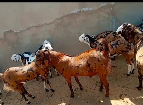 Goat — photo 3