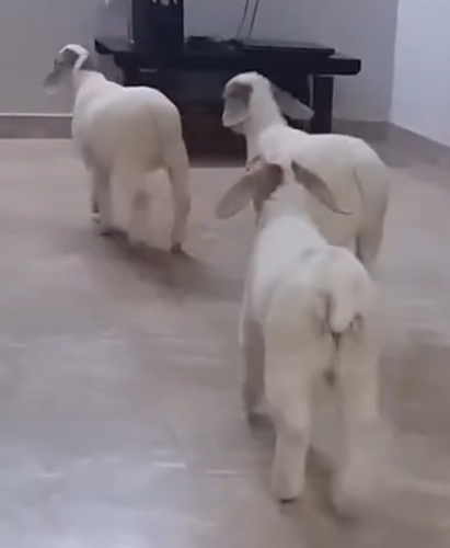 Bannur Sheeps Kids — photo 2