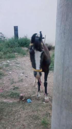 Marwadi  Female Horse — photo 4