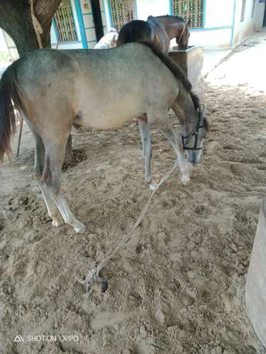 Marwadi Horse — photo 2