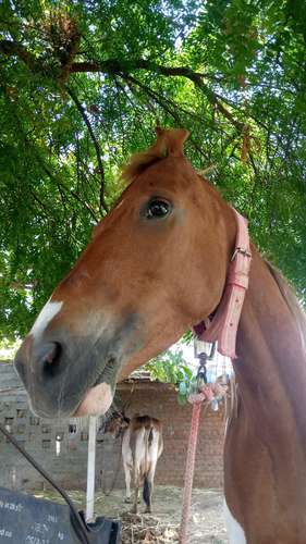 Horse 🐎Kathiyawadi — photo 2