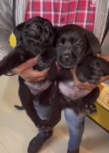 Labrador Puppy